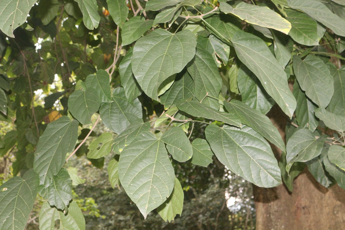 Pterygota alata (Roxb.) R.Br.